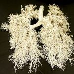 lungs