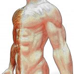 Physical Therapy Exam Question